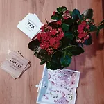 U Vercimaku - Rodinny Dum Se 4 Loznicemi * 莫斯提威阿布伦克瓦